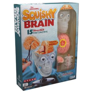 מודל לחקר המוח -איברים נשלפים