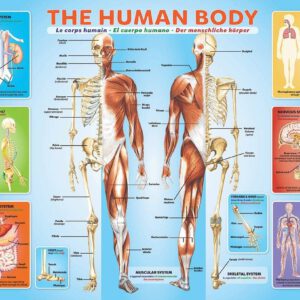 פאזל גוף האדם (200 חלקים)
