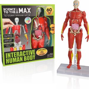מודל גוף האדם- אינטראקטיבי – 60 חלקים דמות אנטומיה
