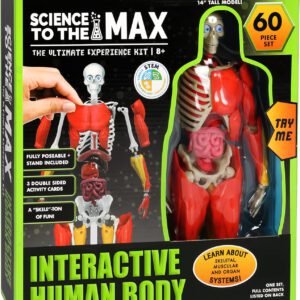 מודל גוף האדם- אינטראקטיבי – 60 חלקים דמות אנטומיה