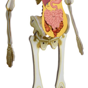 דגם שלד גוף האדם + ספר הסברים