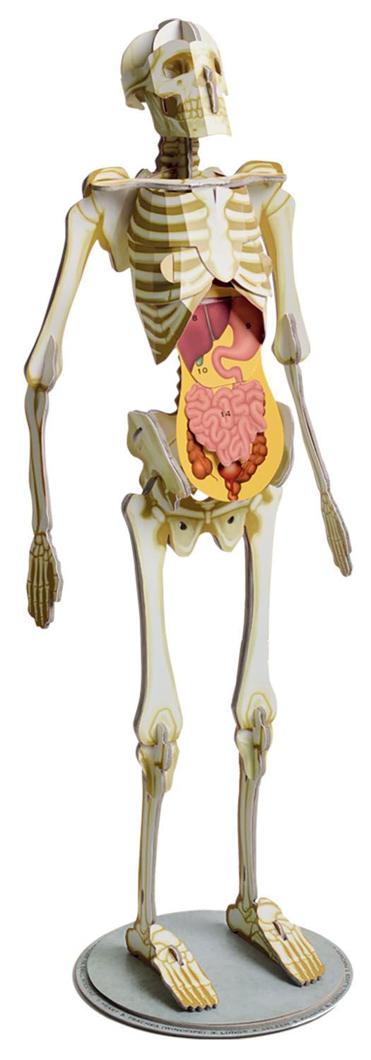 דגם שלד גוף האדם + ספר הסברים – תמונה 2