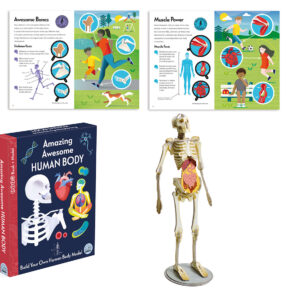 דגם שלד גוף האדם + ספר הסברים