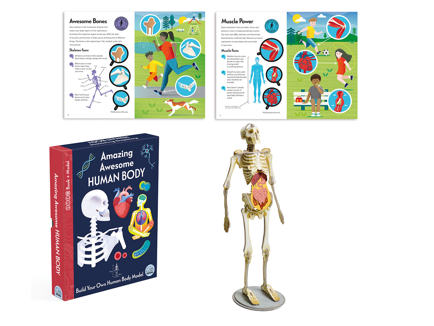 דגם שלד גוף האדם + ספר הסברים