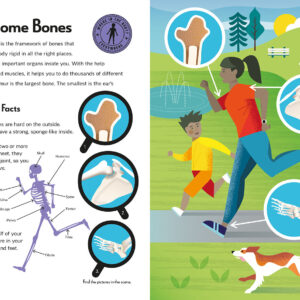 דגם שלד גוף האדם צעצוע אנטומיה לילדים