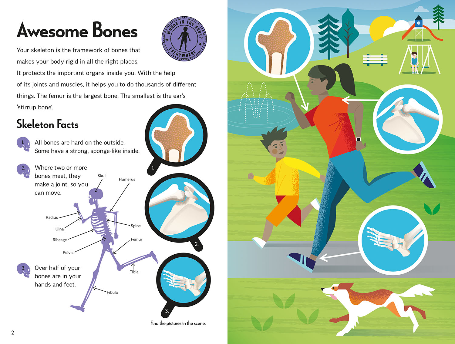דגם שלד גוף האדם + ספר הסברים – תמונה 4