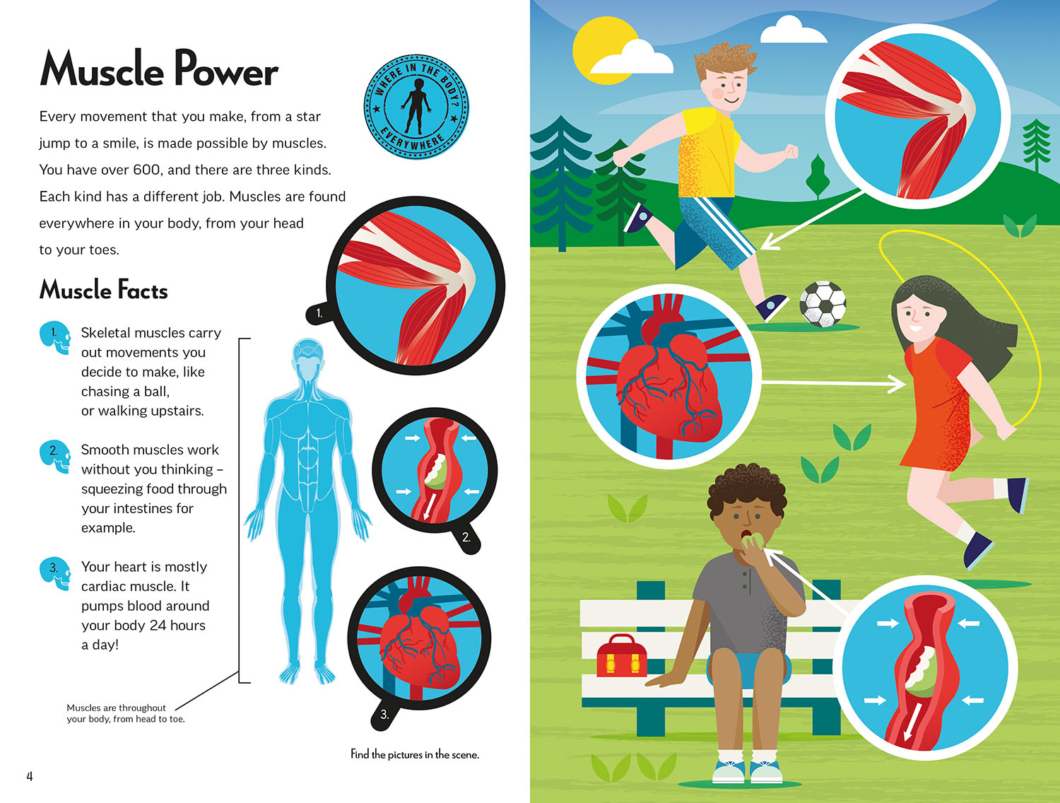 דגם שלד גוף האדם + ספר הסברים – תמונה 5