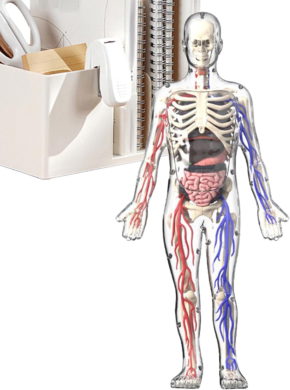 דגם גוף אנטומי - שלד אנושי שקוף, תצוגת גוף ידידותית – תמונה 7