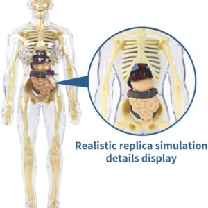 ערכת מודל שלד גוף אדם פסלון אנטומיה זוהר בחושך עם 29 איברים נשלפים