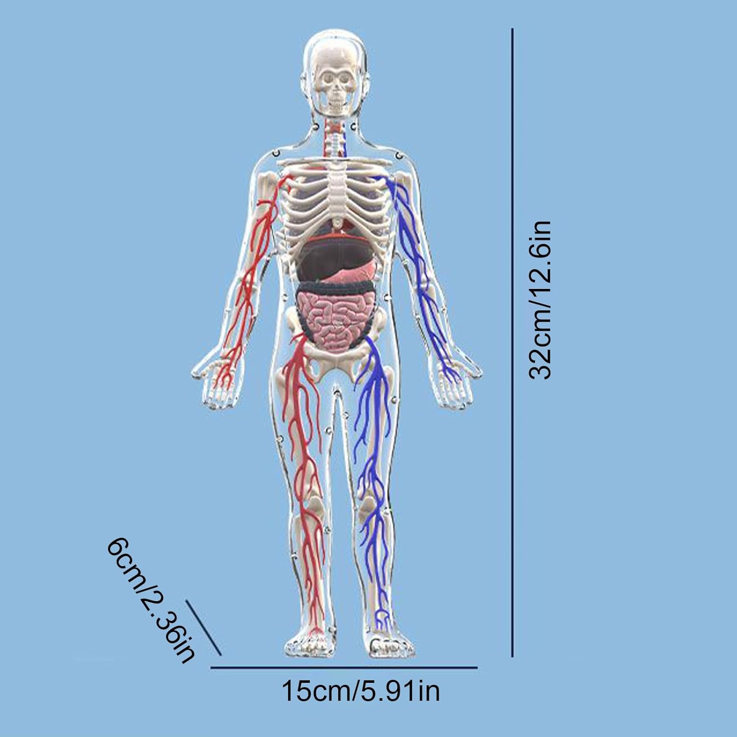 דגם גוף אנטומי - שלד אנושי שקוף, תצוגת גוף ידידותית – תמונה 6