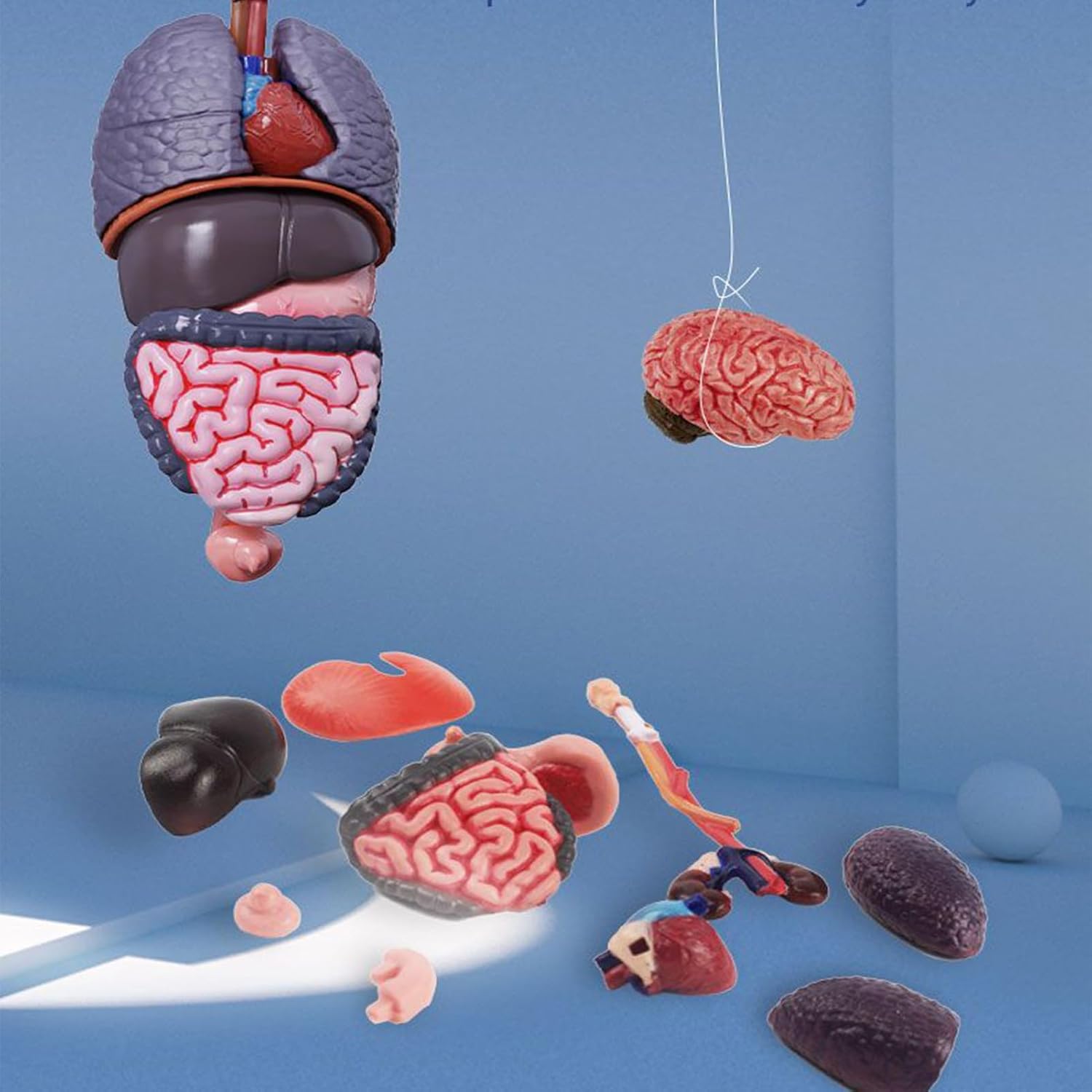 דגם גוף אנטומי - שלד אנושי שקוף, תצוגת גוף ידידותית – תמונה 4