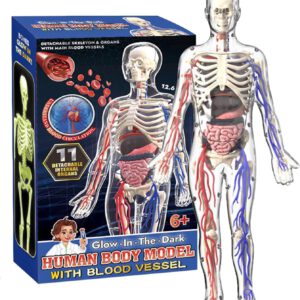 דגם גוף אנטומי – שלד אנושי שקוף, תצוגת גוף ידידותית