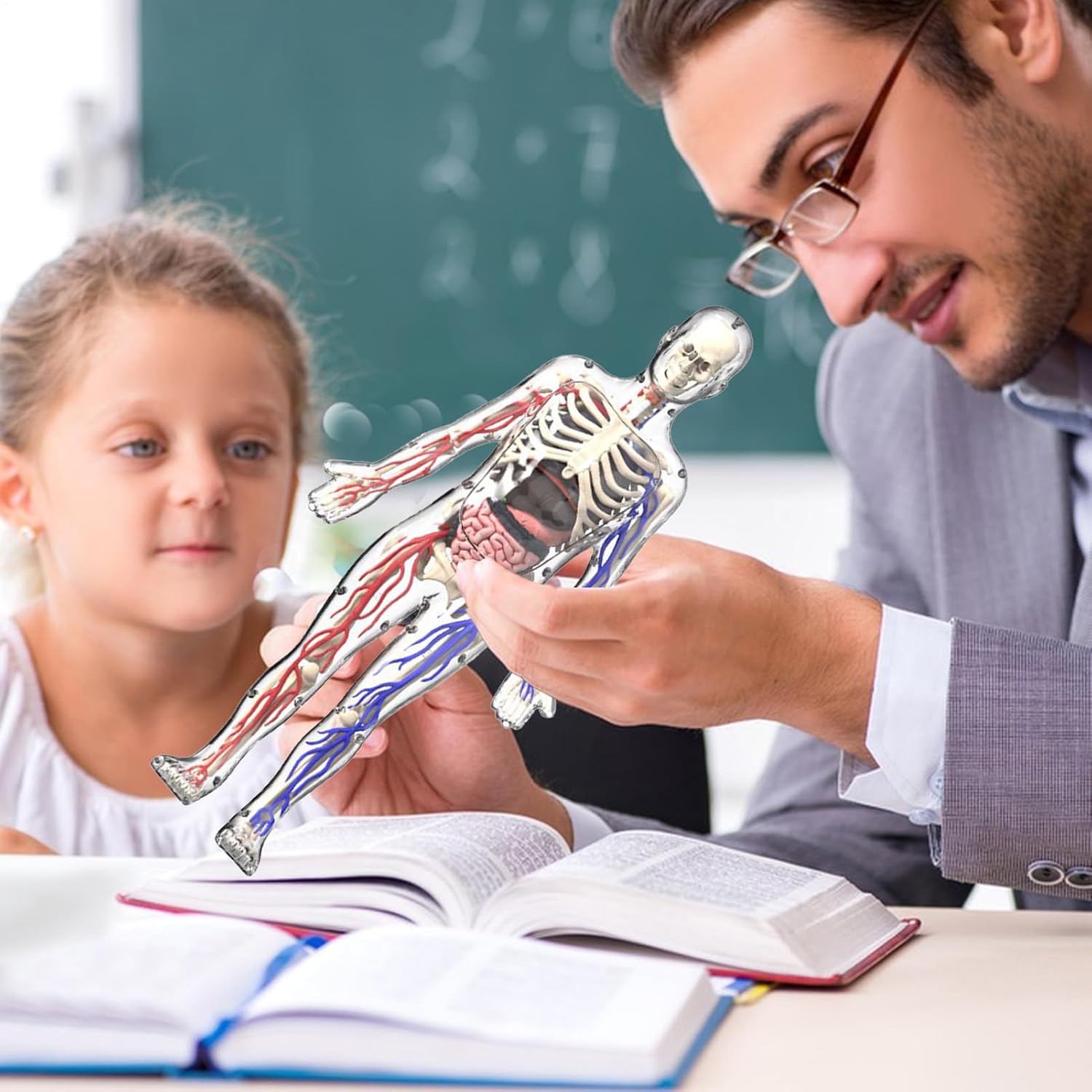 דגם גוף אנטומי - שלד אנושי שקוף, תצוגת גוף ידידותית – תמונה 2