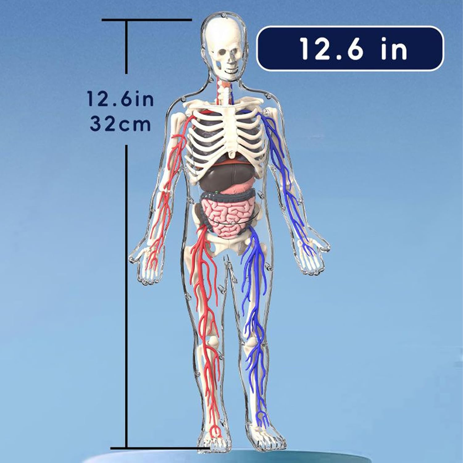 דגם גוף אנטומי - שלד אנושי שקוף, תצוגת גוף ידידותית – תמונה 5