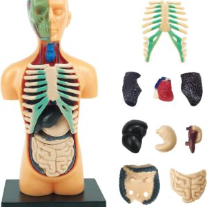 דגם שלד גוף האדם צעצוע אנטומיה לילדים