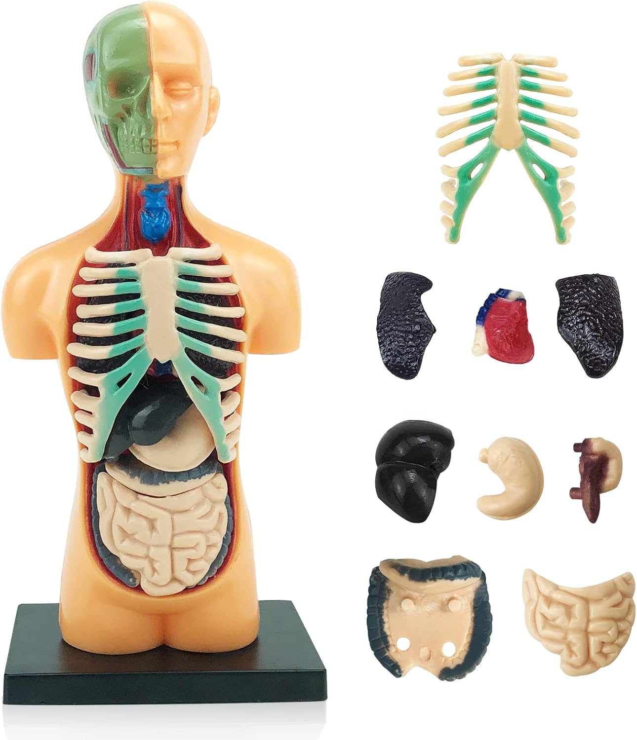 דגם שלד גוף האדם צעצוע אנטומיה לילדים