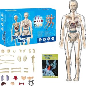 ערכת מודל שלד גוף אדם פסלון אנטומיה זוהר בחושך עם 29 איברים נשלפים