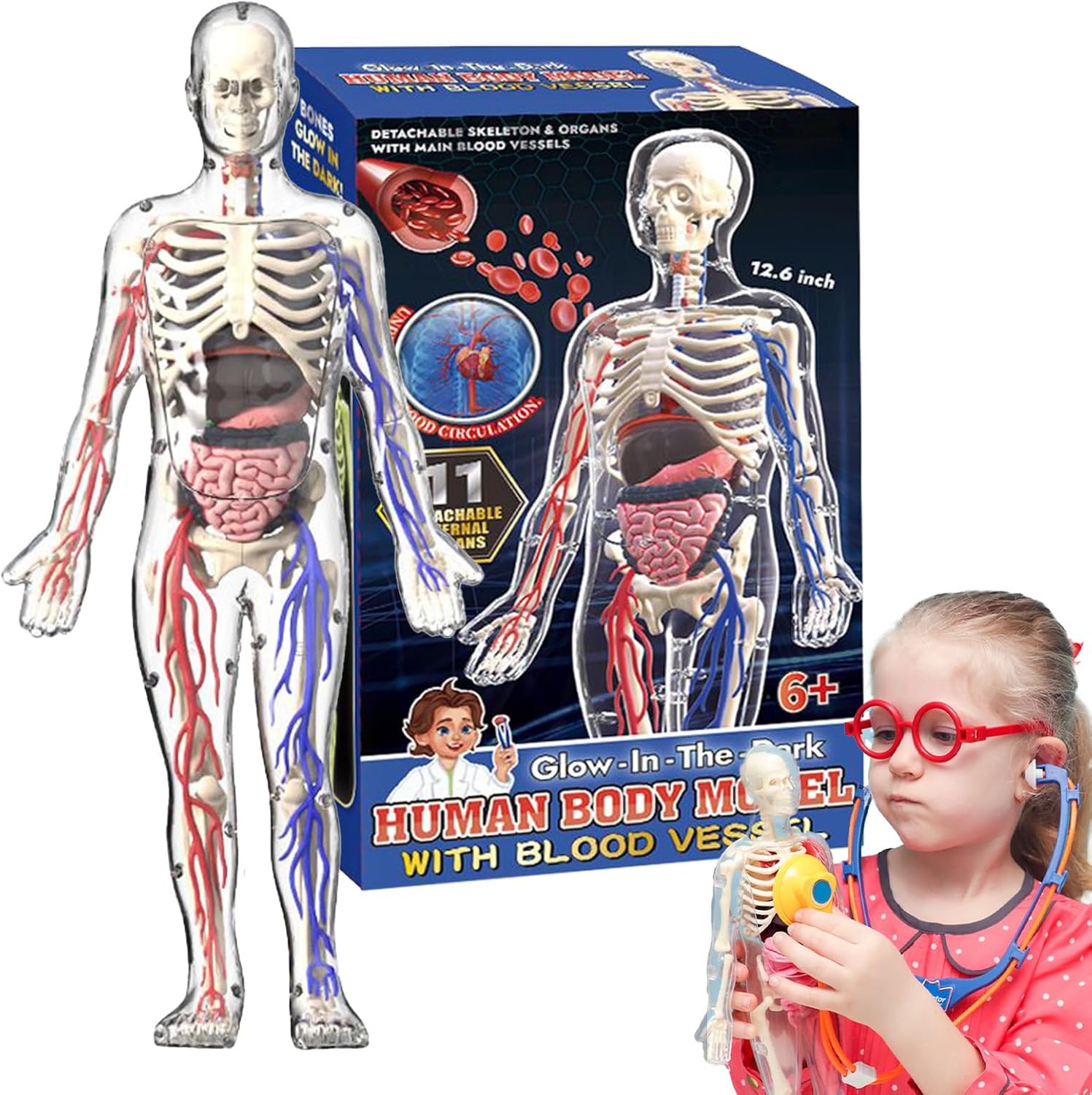 דגם גוף אנטומי - שלד אנושי שקוף, תצוגת גוף ידידותית – תמונה 8